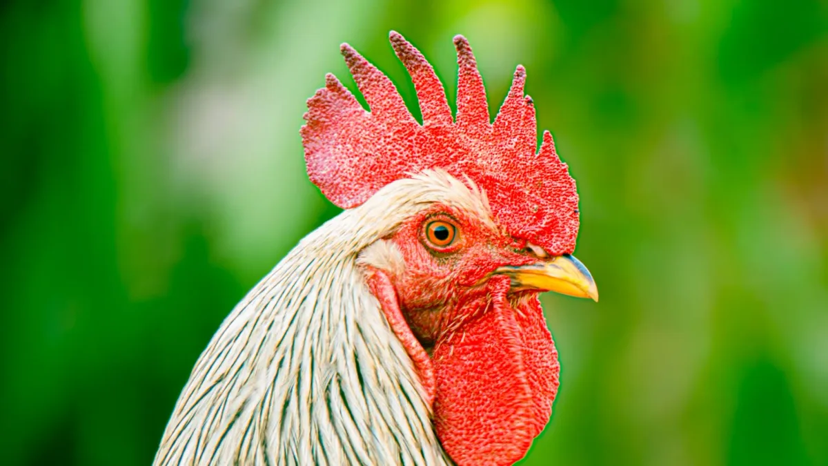Close-up profile of a rooster head with a bright red comb