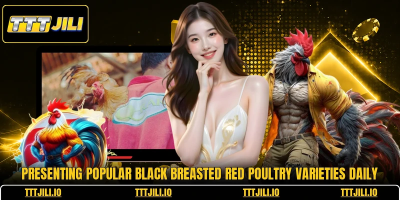 Presenting popular black breasted red poultry varieties daily